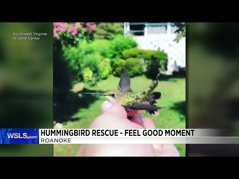 Feel Good Moment Hummingbird Rescue