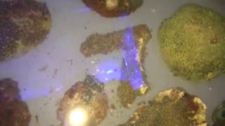 Start off 2016 reefing with a BANG part 2