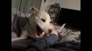 Video preview image #1 Labrador Retriever-Unknown Mix Puppy For Sale in Chandler, AZ, USA