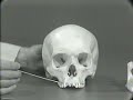 Human Skull - Part I