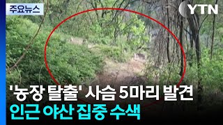 '농장 탈출' 사슴 5마리 발견...인근 야산 집중 수색 / YTN