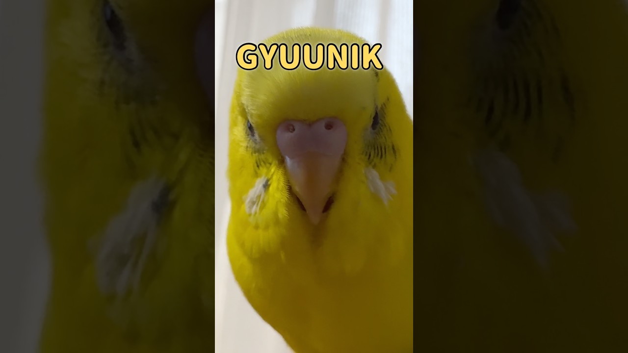 久々の牛肉どーぞ