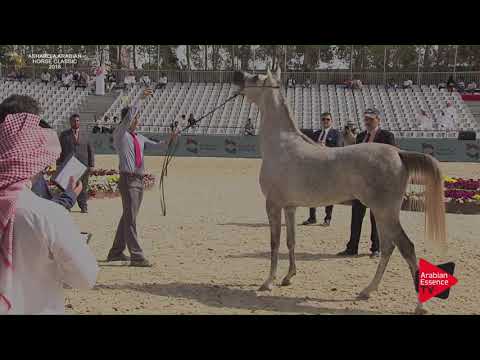 N.183 MORJAN AM - Asharqia Classic 2018