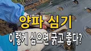 양파 심는시기 방법 이렇게 하면 굵고 좋은 양파재배 가능합니다. #양파심기 #양파농사