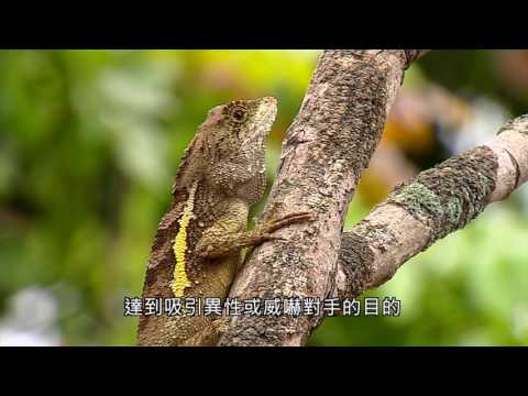 「知本國家森林遊樂區─返璞歸真」動物篇