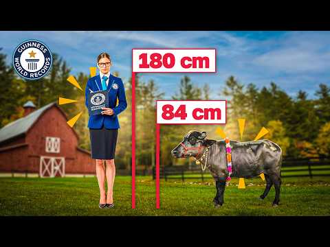 Smallest Water Buffalo in the World | Guinness World Records