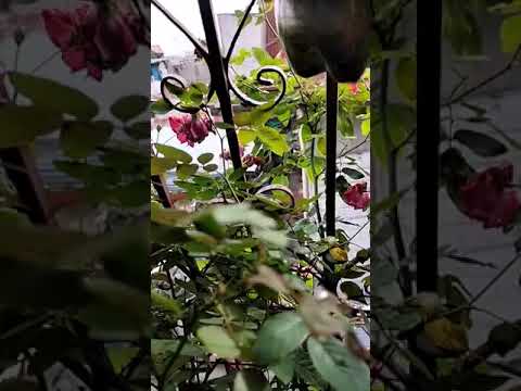 Rose flower nasira ng ulan