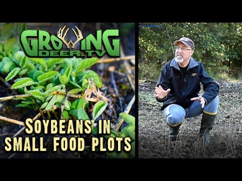 The Best Food Plot Strategies: Learning From Experience (#288) @GrowingDeer.tv