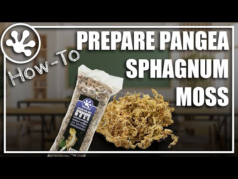 YouTube video about: How to use sphagnum moss for reptiles?