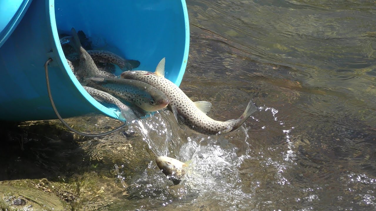 Pesca En El Rio Arga