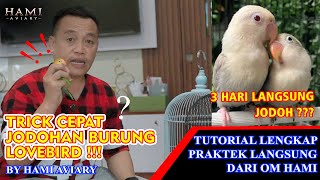 Download lagu HOW TO QUICKLY MATCH LOVEBIRDS | COMPLETE TUTORIAL AND PRACTICE DIRECTLY BY OM HAMI AVIARY mp3
