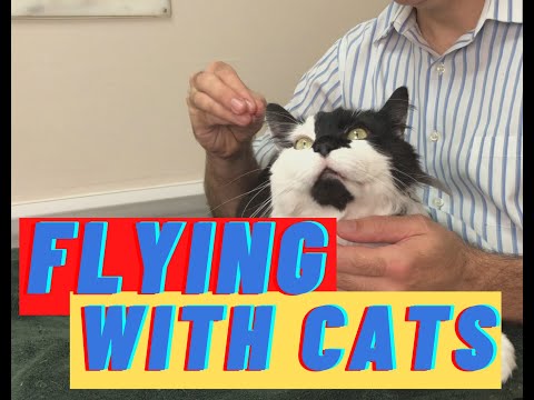 Flying with cats and tips on travel sedation