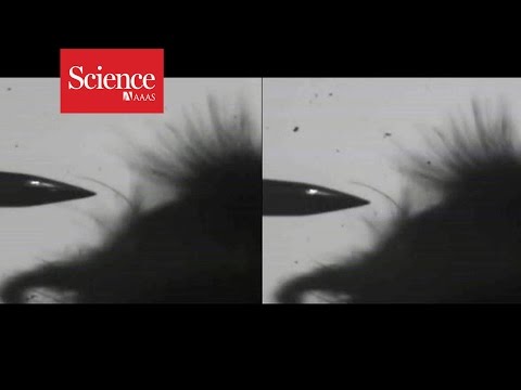 How bees detect flowers' electric fields 썸네일