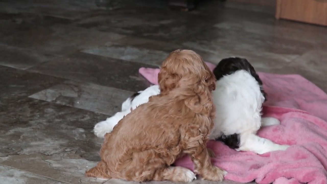 Cockapoo Puppies For Sale