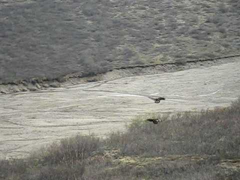 Golden Eagles Hunting Hares