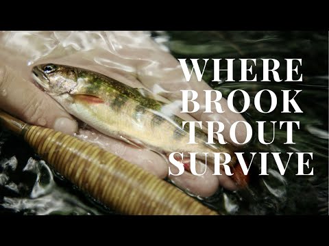 Fly fishing for Brook Trout in the Backcountry with Oyster Bamboo Fly Rods