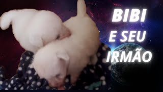 FILHOTES DE CACHORRO