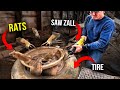 TIRE full of Rats, UNLEASHED by saw zall and vicious rat Dogs? - Twin Home Experts TIRE full of Rats, UNLEASHED by saw zall and vicious rat Dogs?