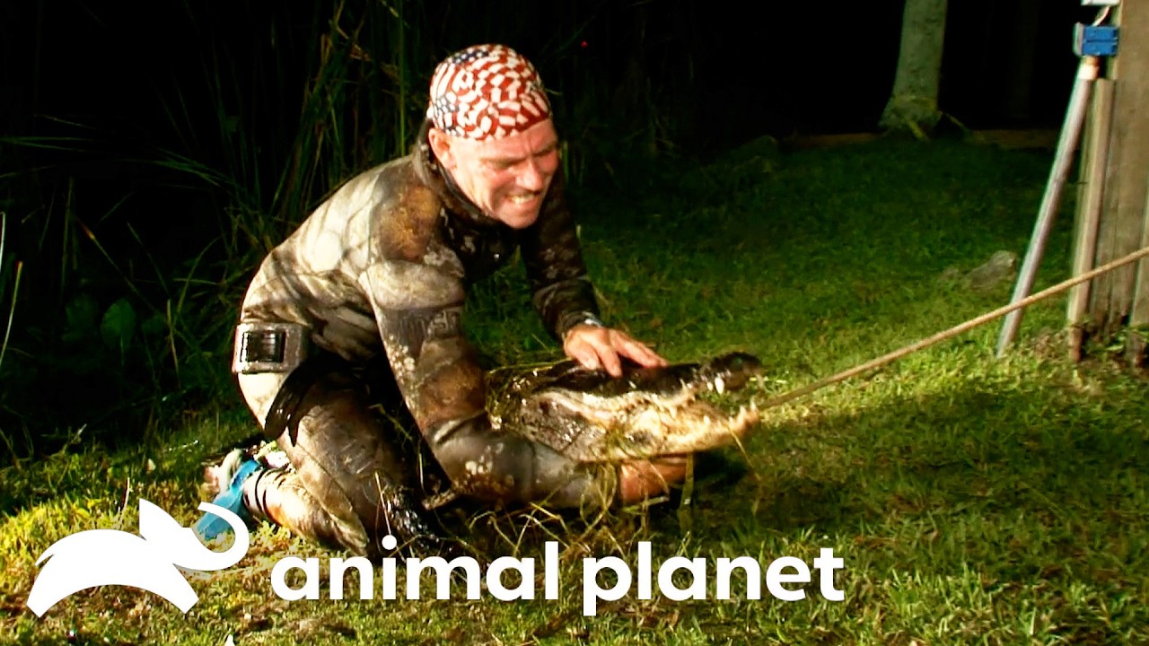 Gator Boys to the Rescue! | Gator Boys | Animal Planet