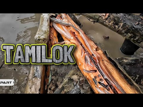 P1-Tamilok - EP1039