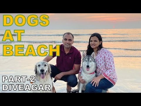 Dogs at the Beach | Husky swimming | Vacation with our dogs at Shrivardhan-Diveagar