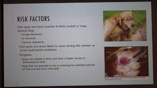 Active Moist Dermatitis in Dogs