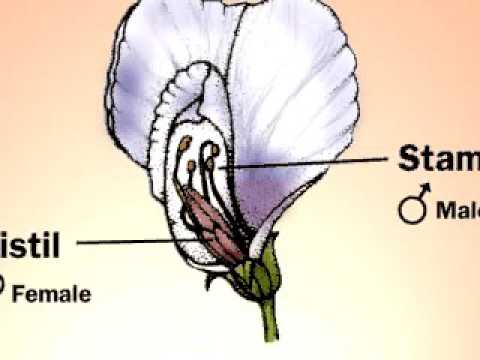 AUTOPOLINIZAÇÃO 2007