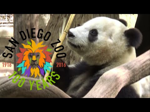 San Diego Zoo 2016 Tour & Review