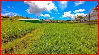 Tour To Mountainside | Nuwara Eliya |  Sri Lanka