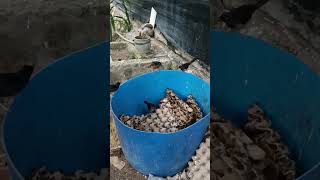 Download lagu Sukses Ternak Murai Batu di Kandang Aviary mp3