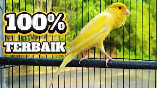 Download lagu Masteran kenari 100% TERBAIK dan COCOK untuk murai batu anda mp3 Download lagu Masteran kenari 100% TERBAIK dan COCOK untuk murai batu anda mp3