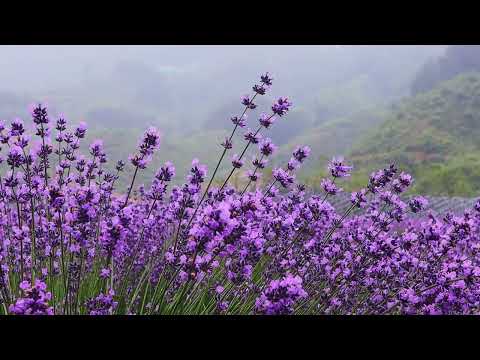 Cântare creștină cu versuri "De ce nu vii de pe cărări străine" - Mariana Someșan