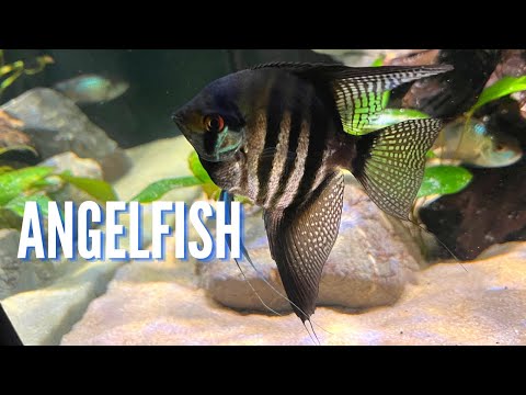 Freshwater Angelfish | Complete Care Guide & Species Profile