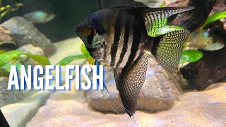 Freshwater Angelfish | Complete Care Guide &amp; Species Profile