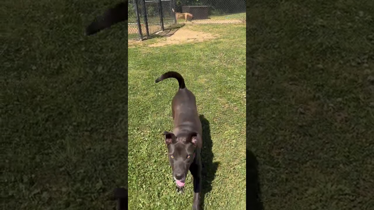 Enlarge Raquelle, a Adoptable Mixed Breed in Chattanooga, TN video 6/6