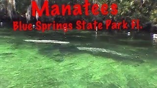preview picture of video 'Blue Springs Park Manatees Florida'