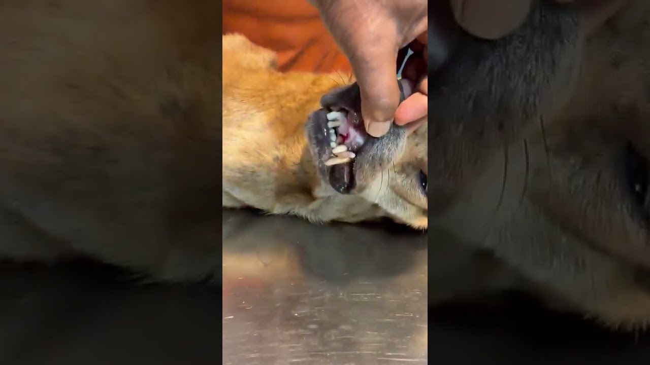Mani video