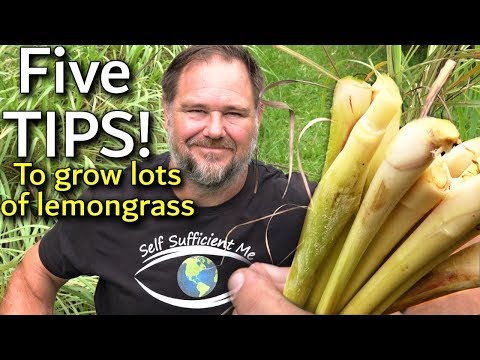 5 Tips How to Grow a Ton of Lemongrass at Home