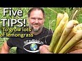 5 Tips How to Grow a Ton of Lemongrass at Home