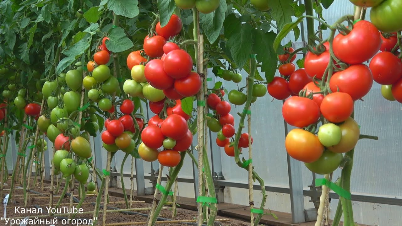Супер урожайный сорт томата - Мирандалина!