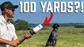 Download lagu Alat Rahasia yang Dibutuhkan Setiap Pelatih Anjing Burung! mp3 Download lagu Alat Rahasia yang Dibutuhkan Setiap Pelatih Anjing Burung! mp3