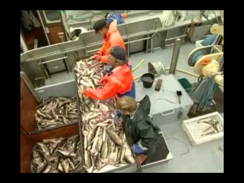 Ostseefischerei - Arbeit und Methoden Schleswig-Holsteinischer Küstenfischer