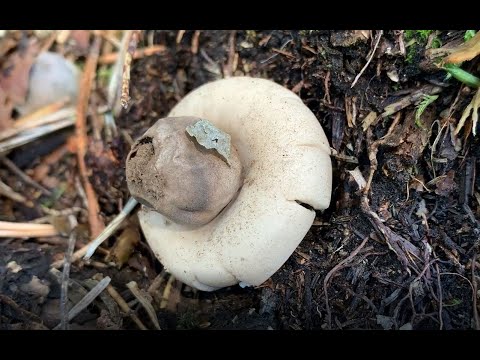 Förster Klaus - Waldgruß #42 - Erdstern