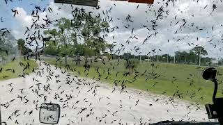 Lovebugs are taking over
