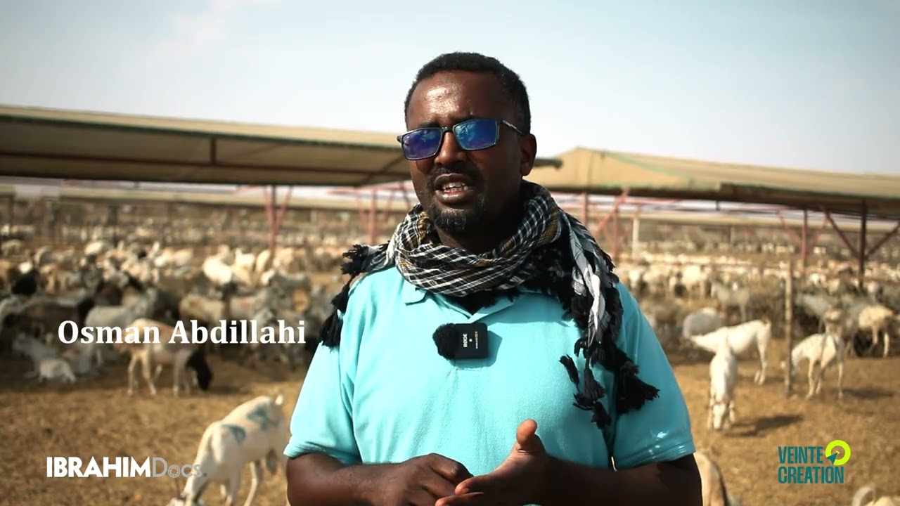the journey of Somalilands livestock short reportage.
