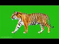 Tiger Walking Animation Green Screen Royal Bengal Tiger HD Video Tiger Greenscreen