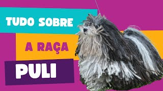 Saiba tudo sobre a raça Puli