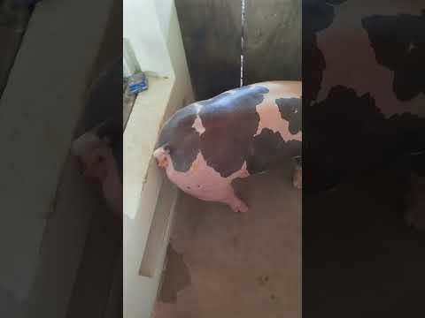 Sitio areia vermelha SOBRADO PB 🔄 @jg.suinos obrigado 🫡