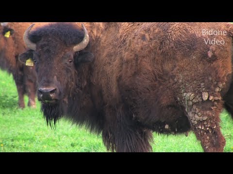 Büffel - Buffalo - Bison