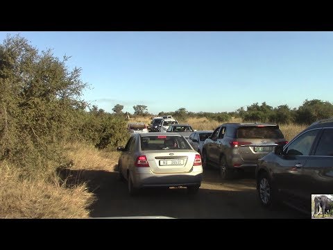 Crazy People At Lion Sighting